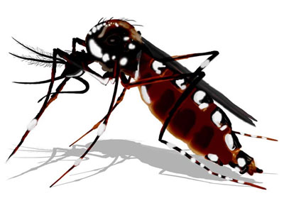 DENGUE