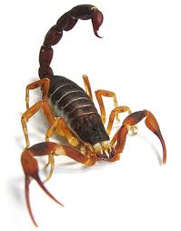 ESCORPIAO