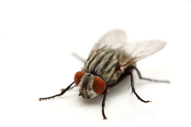 MOSCA