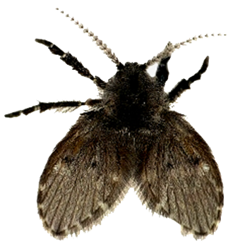 MOSCA BANHEIRA